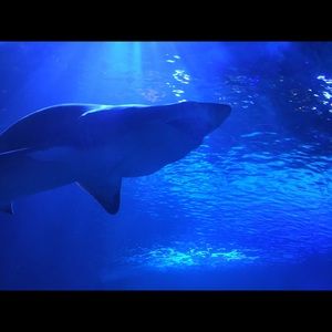 Meet your Posher, Autumn